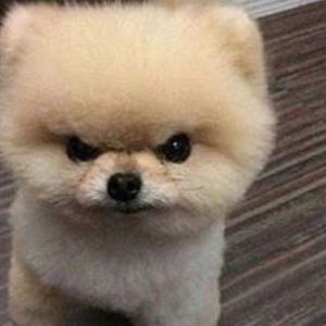 Meet your Posher, Austin